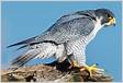 Peregrine Falcon National Wildlife Federatio
